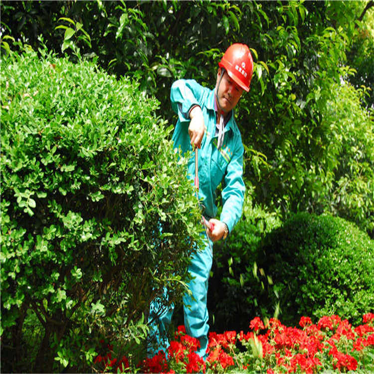 綠化養(yang)護 5