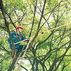 綠化養(yang)護 1