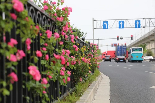 5f96610a06f5b.jpg 傚(xiao)菓圖3.jpg